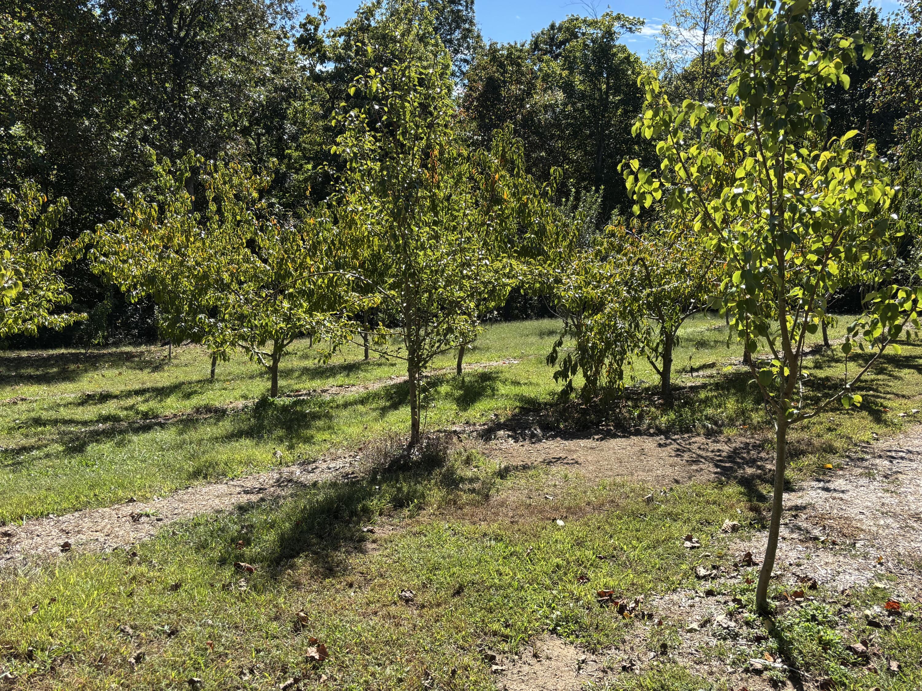 3128 Browns Trace Road South Pittsburg, TN 37380 - Photo 132 of 160 Photo Oct 01 2025, 11 48 30 AM