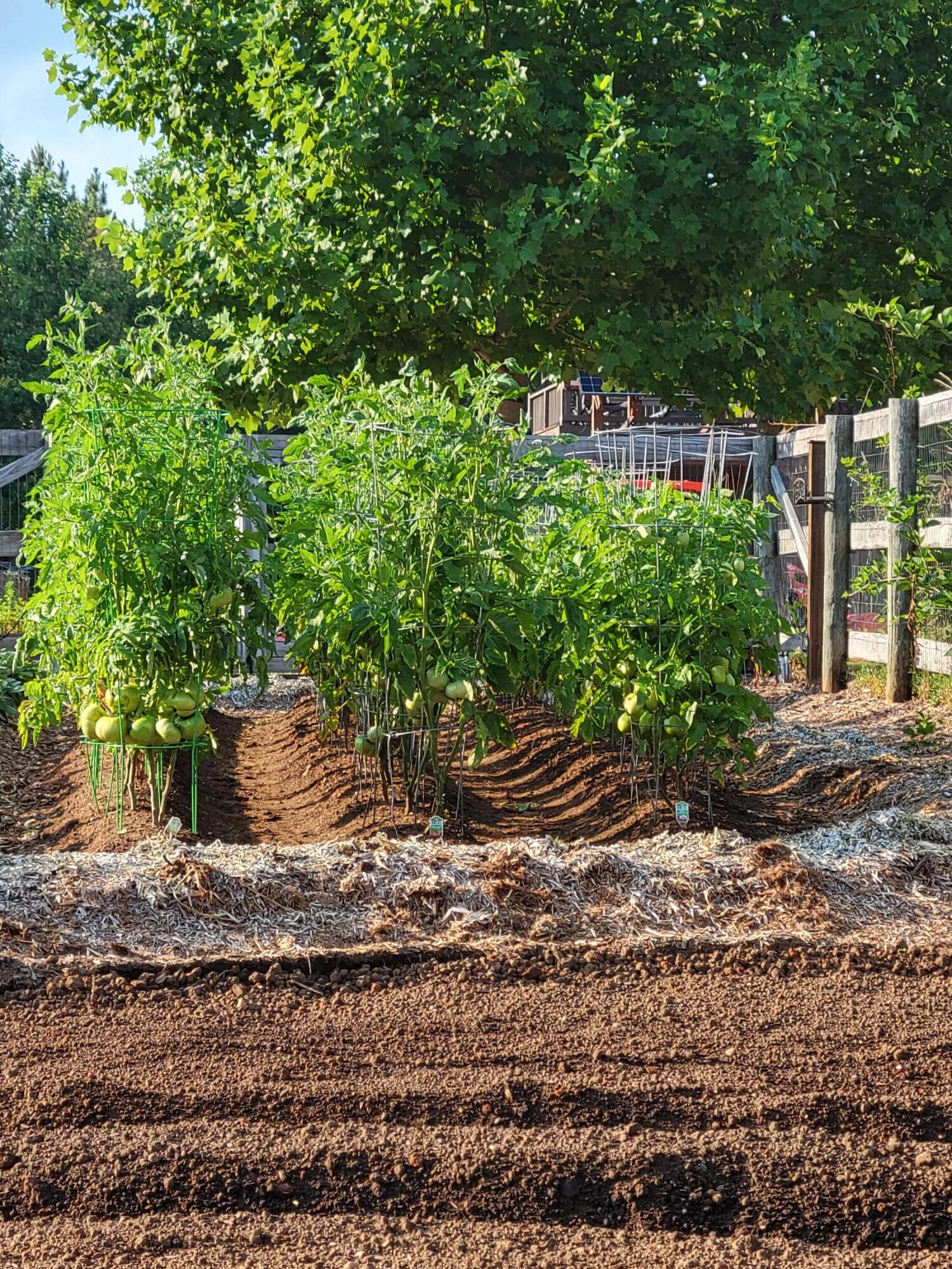 3128 Browns Trace Road South Pittsburg, TN 37380 - Photo 135 of 160 garden 1