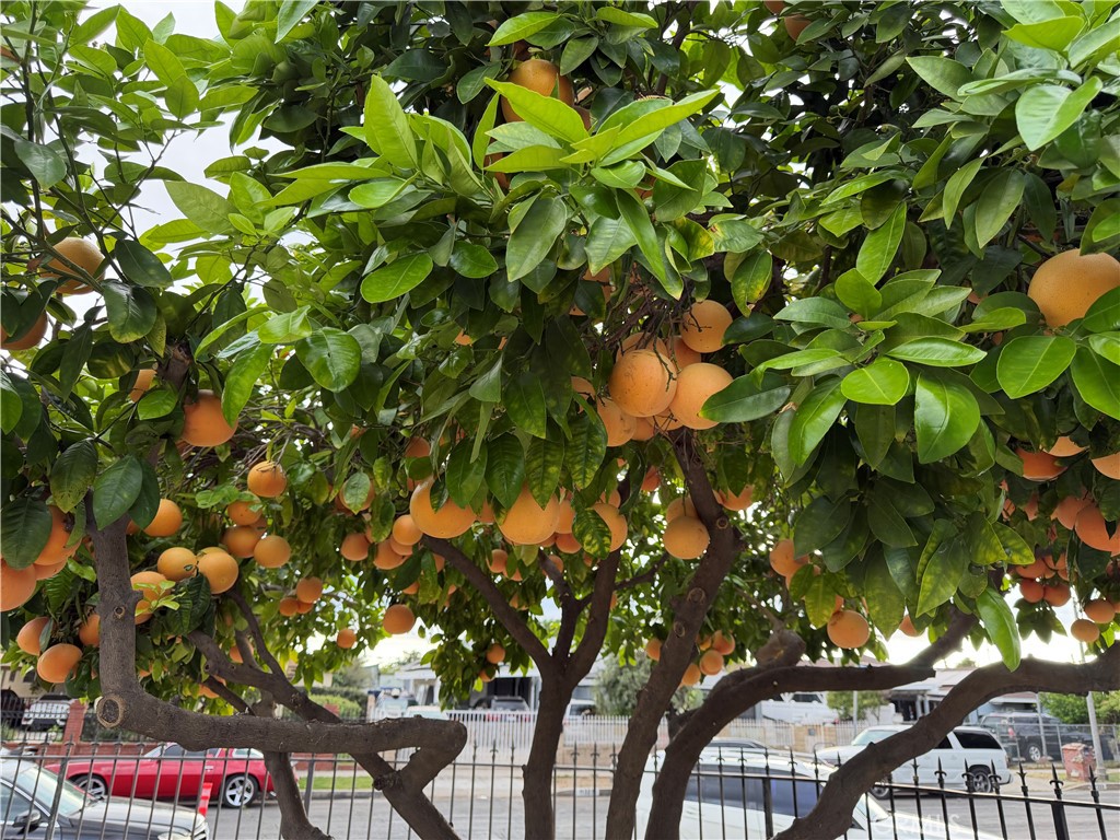 13116 Weidner Street Pacoima, CA 91331 - Photo 16 of 21 a picture of tree