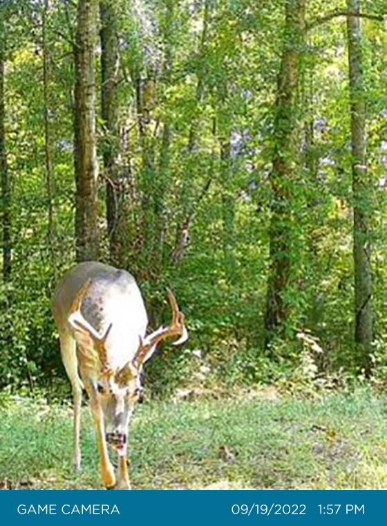 361 Liberty Church Road Old Fort, TN 37362 - Photo 9 of 100 Gallery Image 9