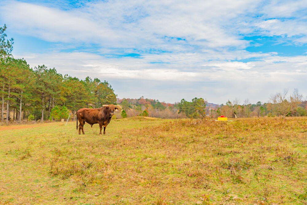 361 Liberty Church Road Old Fort, TN 37362 - Photo 99 of 100 Gallery Image 99