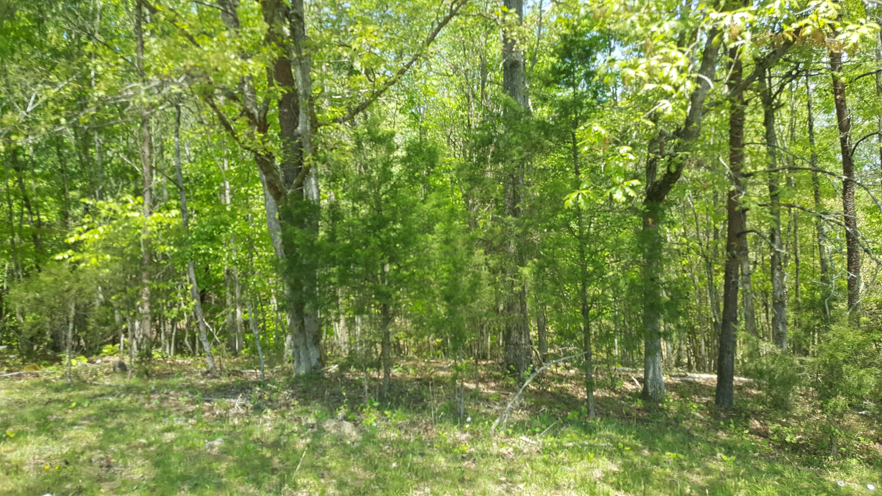 1 Fairview Road Tellico Plains, TN 37385 - Photo 29 of 34 20180502_131502