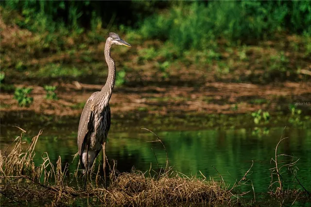 a backyard of a house