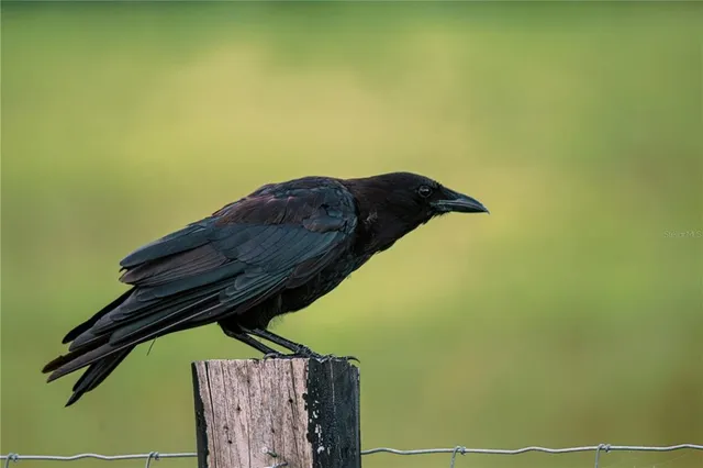 a vase of flowers sitting on a table
