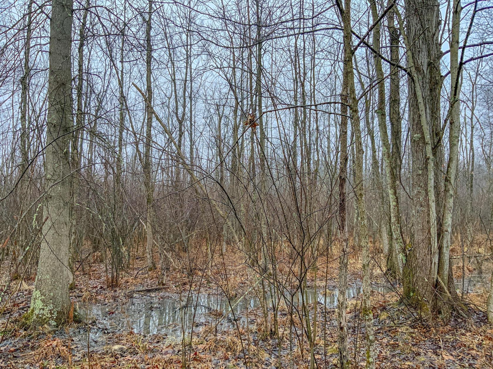 0 Pine Top Road Bainbridge, OH 45612 - Photo 15 of 27 Gallery Image 15