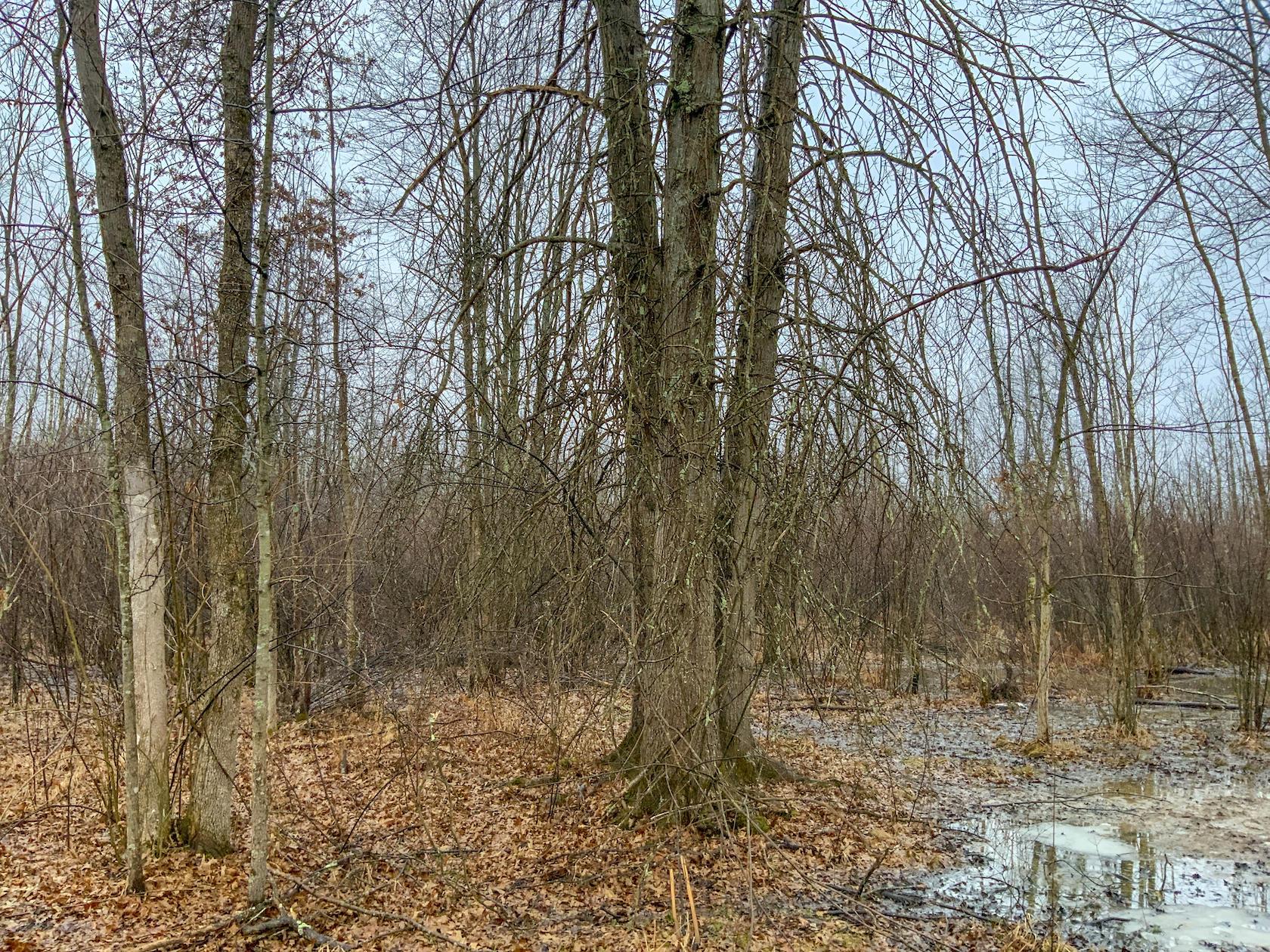 0 Pine Top Road Bainbridge, OH 45612 - Photo 20 of 27 Gallery Image 20