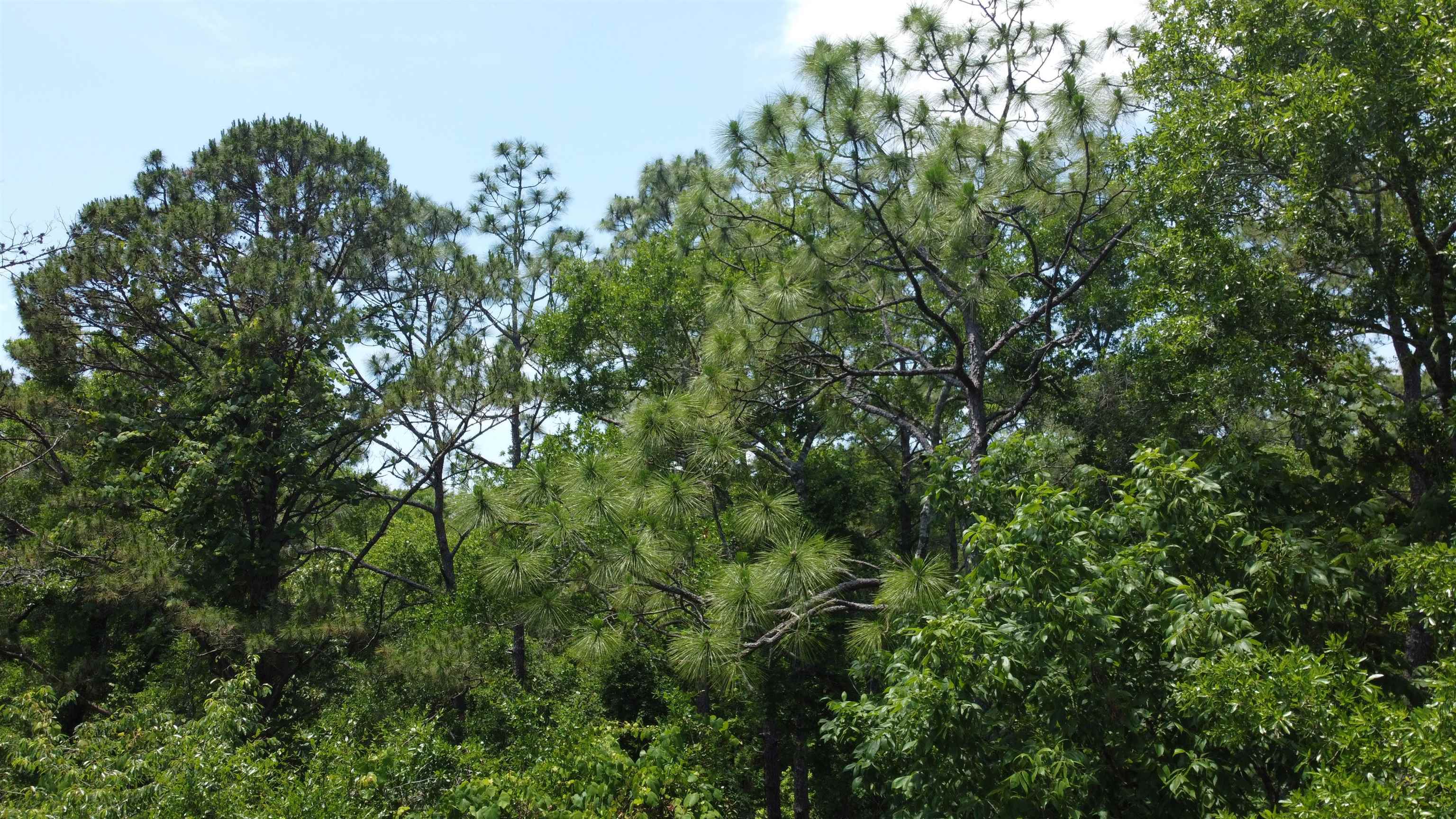 Xx Iroquois Road Crawfordville, FL 32327 - Photo 7 of 14