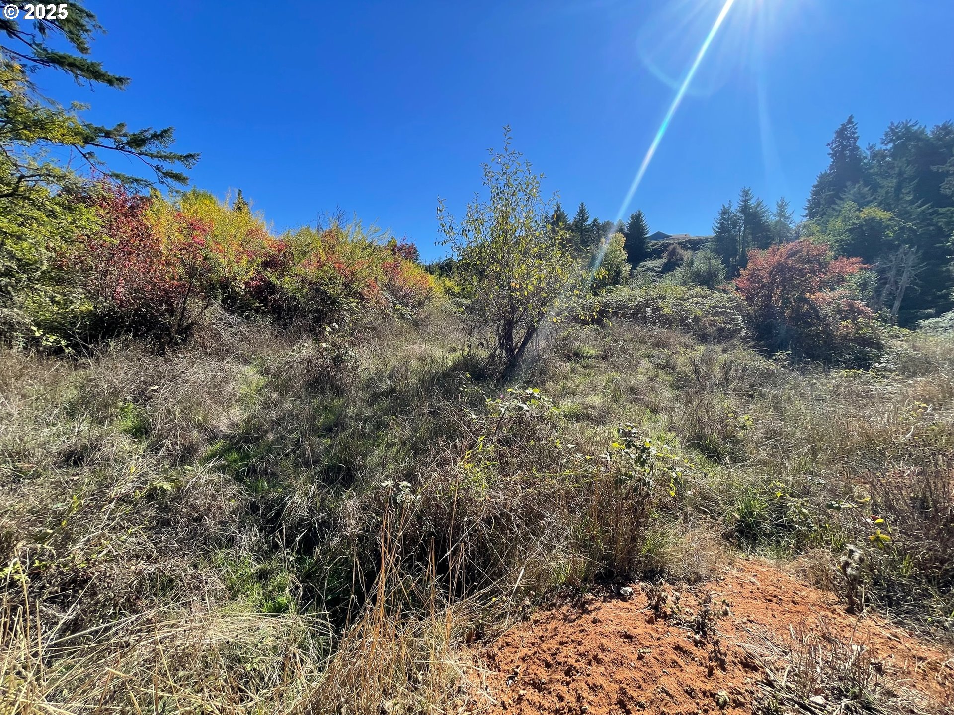 Landess Cottage Grove, OR 97424 - Photo 12 of 20 a view of a yard