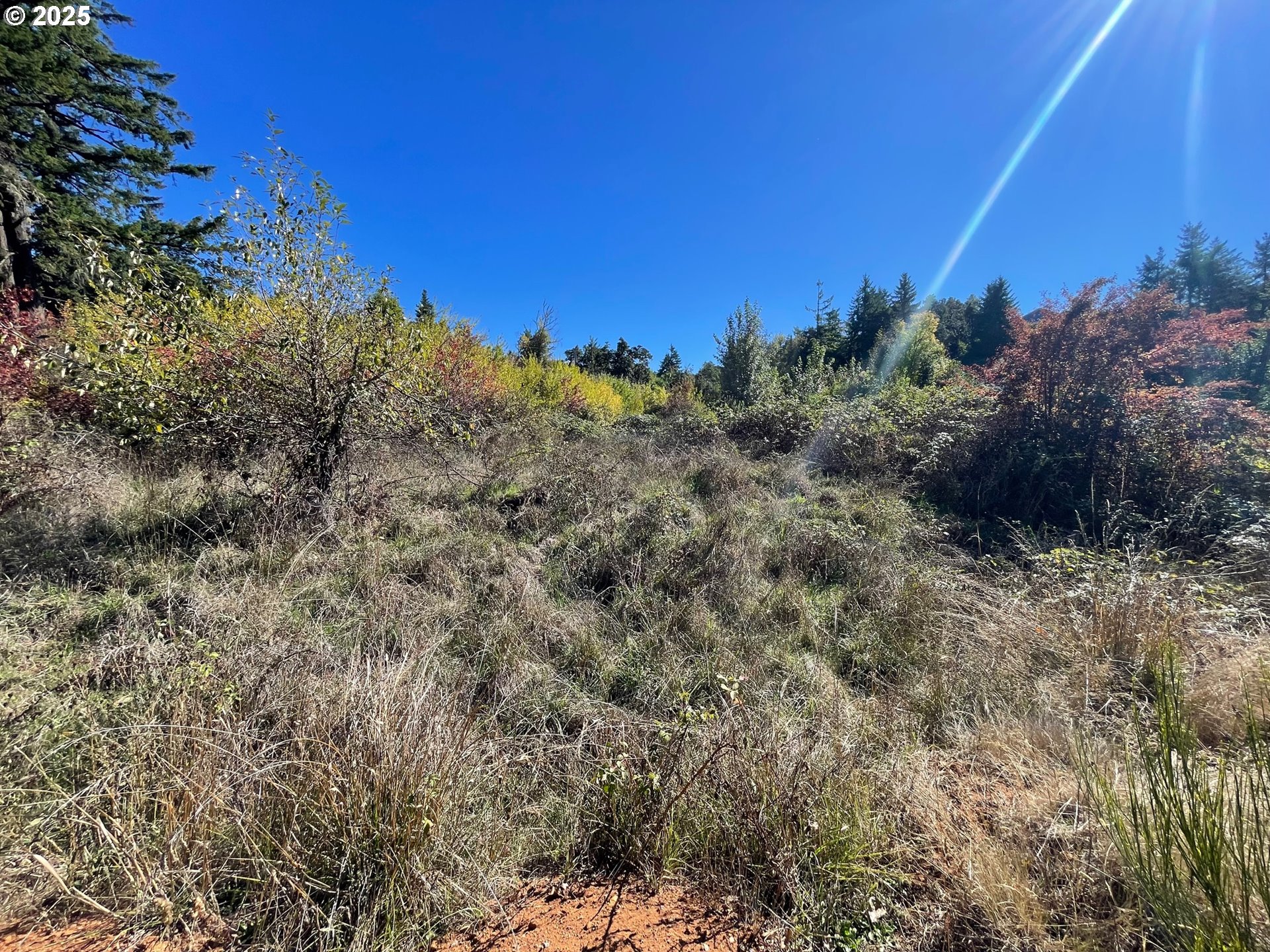 Landess Cottage Grove, OR 97424 - Photo 16 of 20 a view of a dry yard with large trees