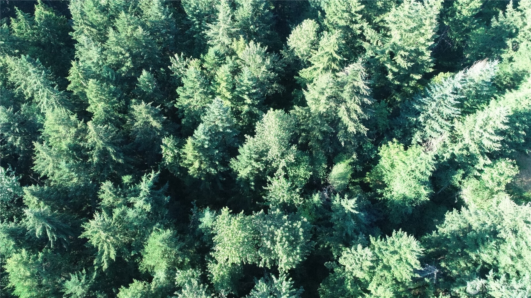 19728 Forest Canyon Road East Sumner, WA 98391 - Photo 4 of 10