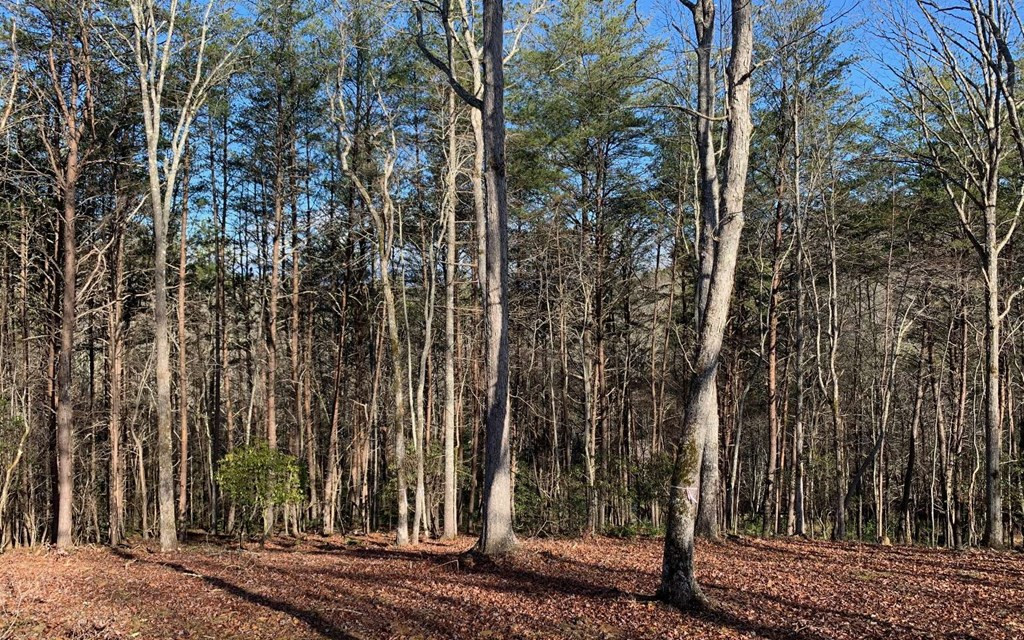 7-acres Payne Road Brasstown, NC 28902 - Photo 45 of 57 Gallery Image 45