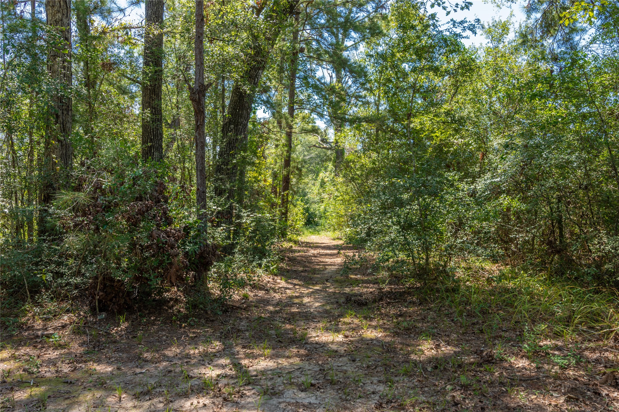 15552 Schank Road Conroe, TX 77306 - Photo 42 of 50