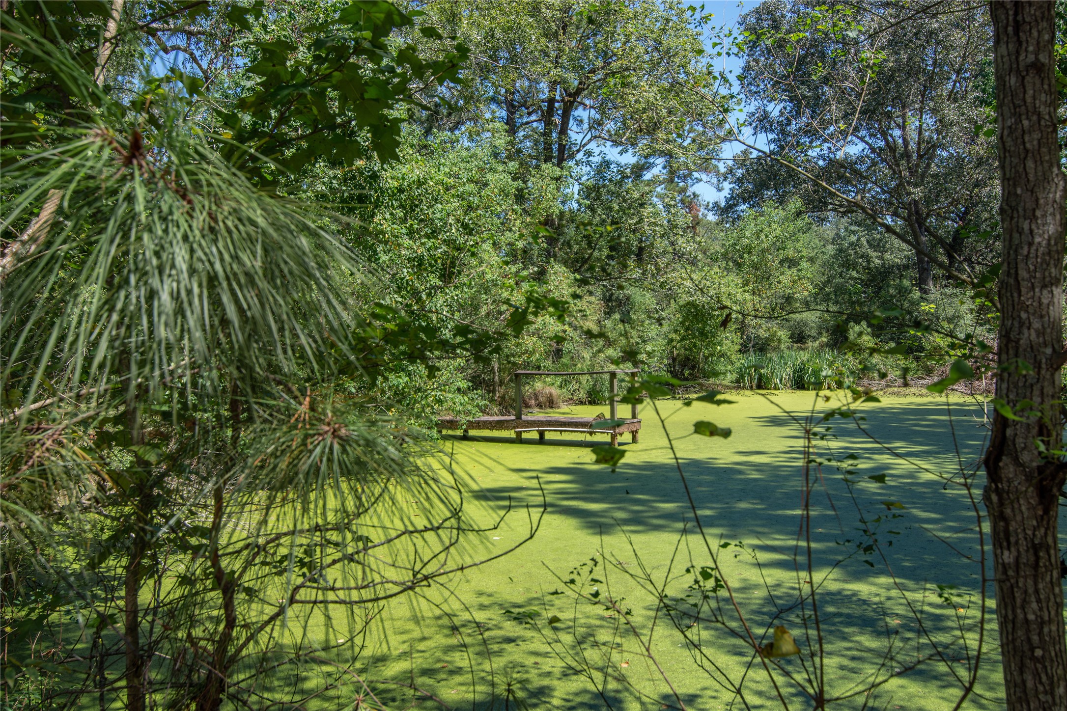 15552 Schank Road Conroe, TX 77306 - Photo 43 of 50