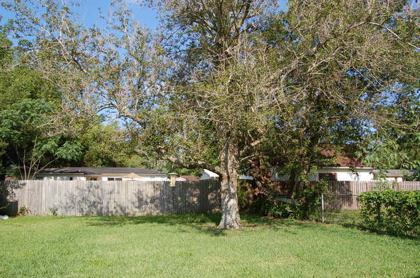 1920 Ector Road Jacksonville, FL 32211 - Photo 22 of 23 a view of yard with tree