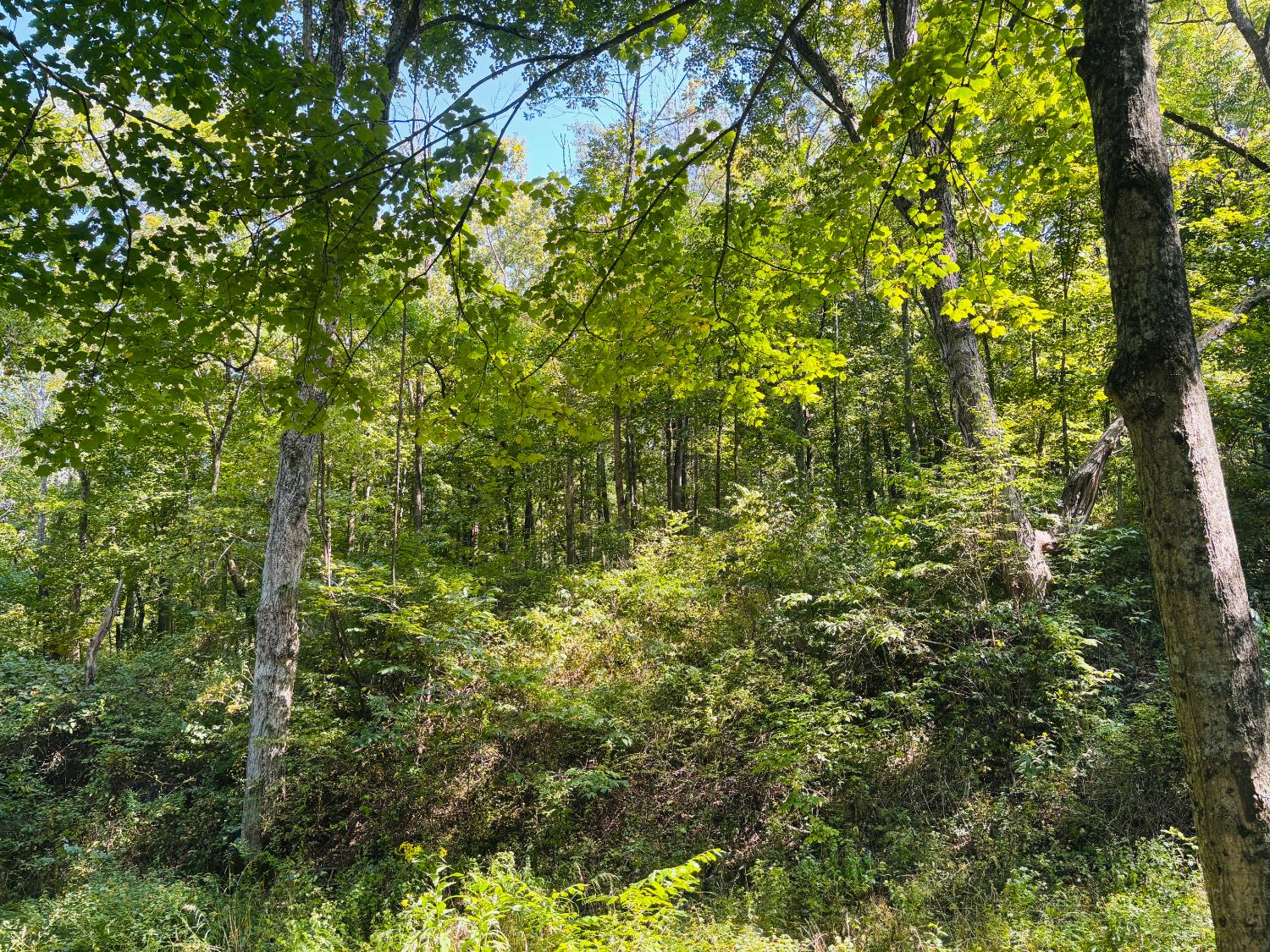 6546 Highway 121 Connersville, IN 47331 - Photo 5 of 11