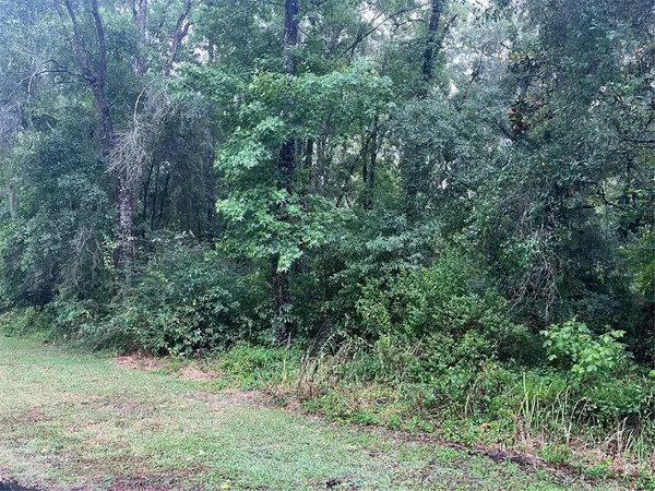 a view of a lush green forest