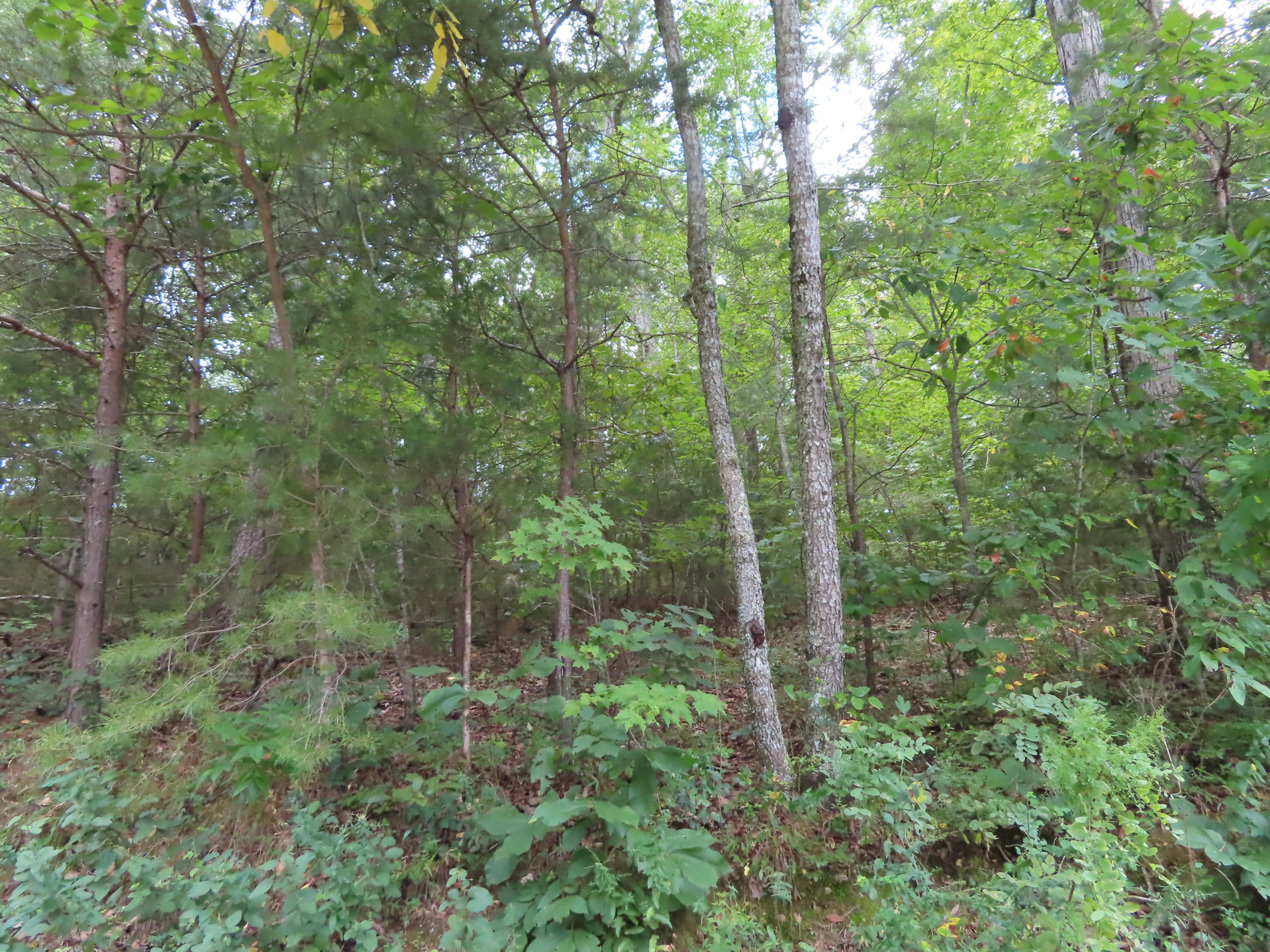 105 Tanglewood Road Sharps Chapel, TN 37866 - Photo 2 of 13 IMG_0442