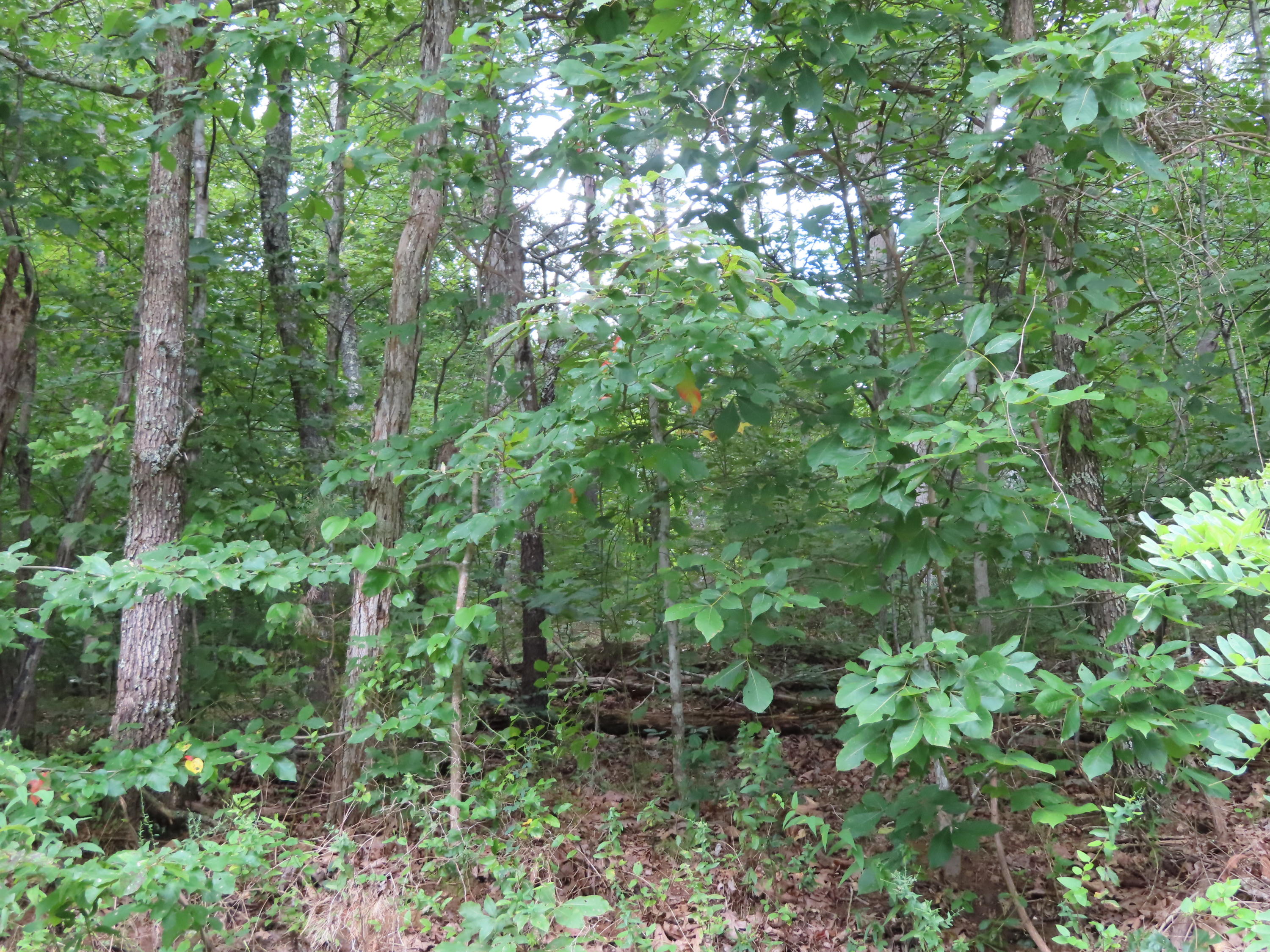105 Tanglewood Road Sharps Chapel, TN 37866 - Photo 3 of 13 IMG_0448