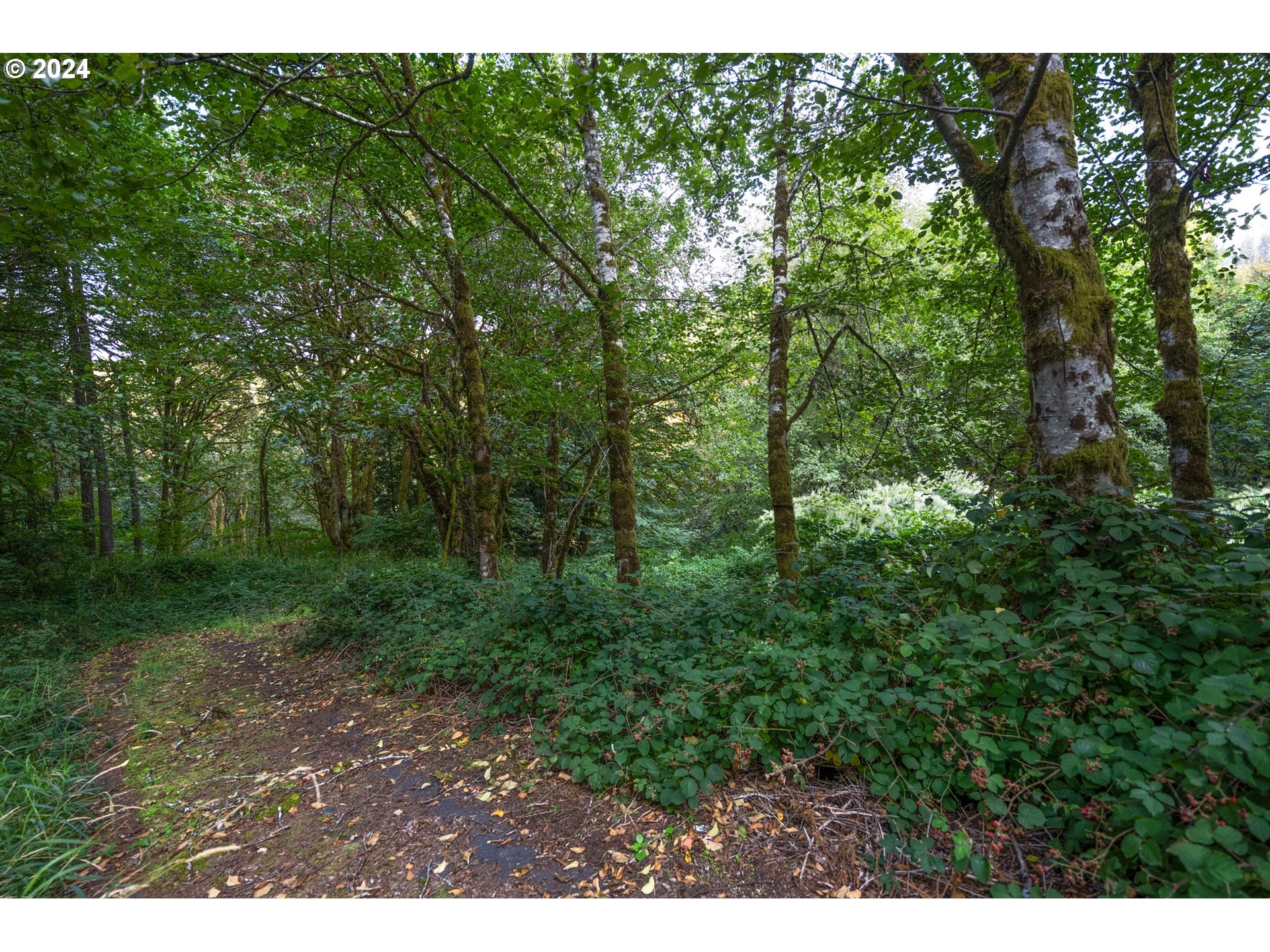 593 Coal Creek Road Longview, WA 98632 - Photo 2 of 10 a view of a lush green forest