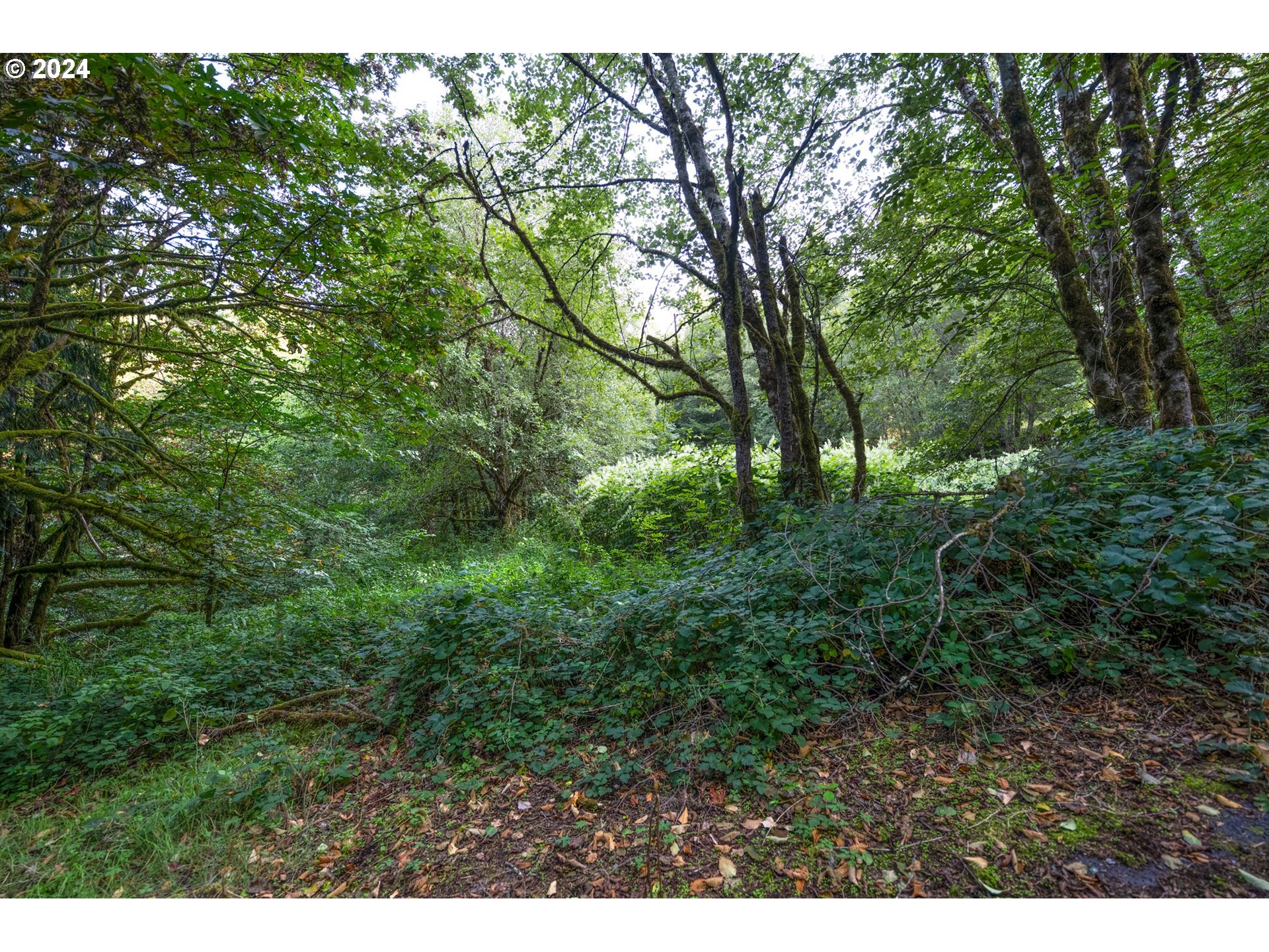 593 Coal Creek Road Longview, WA 98632 - Photo 3 of 10 a view of a lush green forest