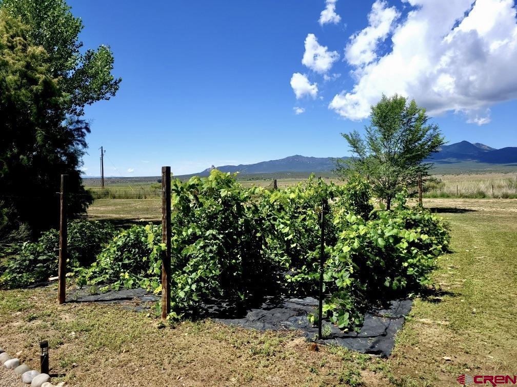 21043 Road C 7 Cortez Co 81321 Cortez, CO 81321 - Photo 35 of 40 a view of a garden with a tree
