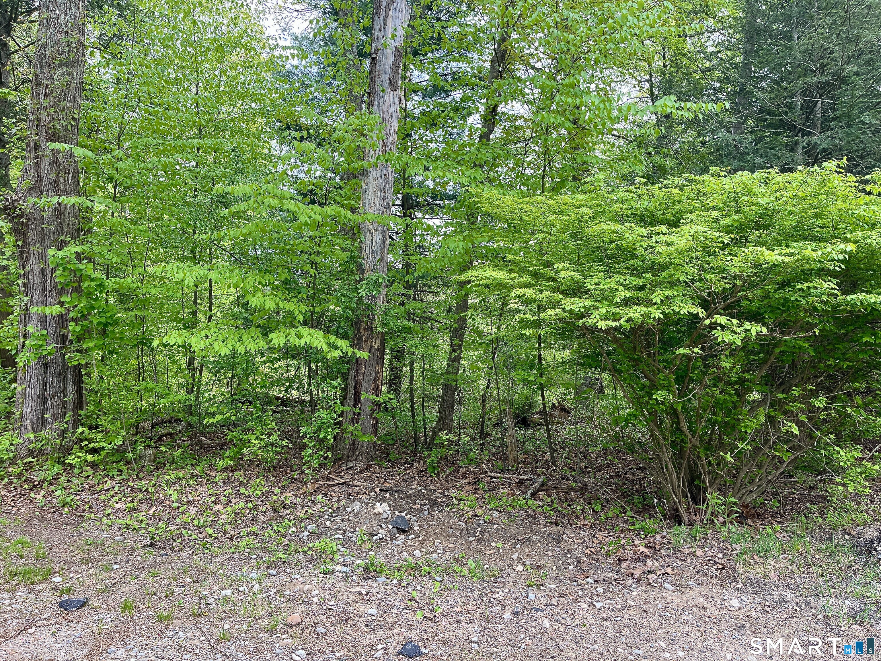 Meadow Brook Road Amston, CT 06231 - Photo 5 of 14 a view of a forest that has large trees