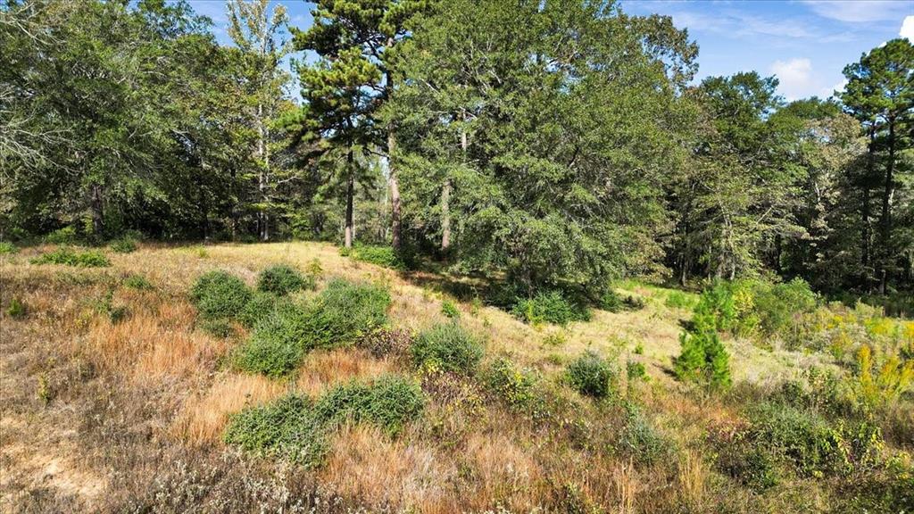 Tbd Pr 3398 Road Big Sandy, TX 75755 - Photo 7 of 19 a view of a yard with a tree