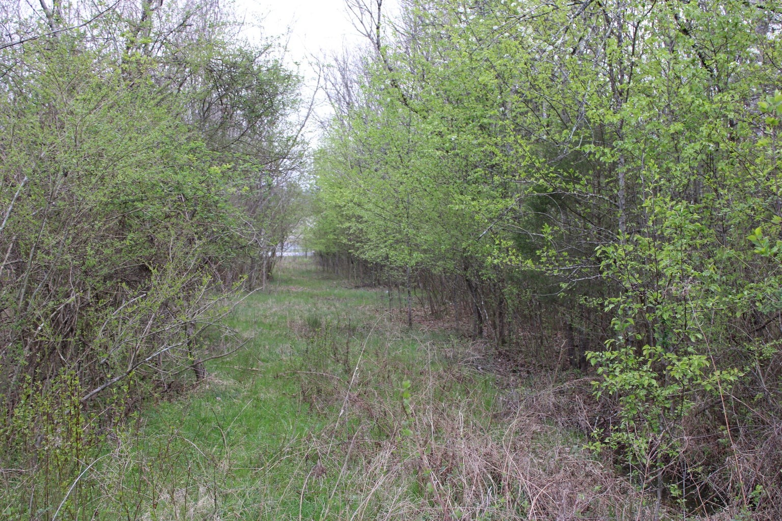 920 Big Neck Road Grandview, TN 37337 - Photo 4 of 11 a view of a forest with trees in front of it