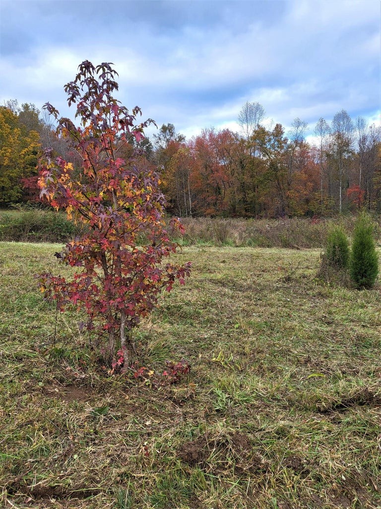 920 Big Neck Road Grandview, TN 37337 - Photo 6 of 11 a view of a big yard with lots of green space