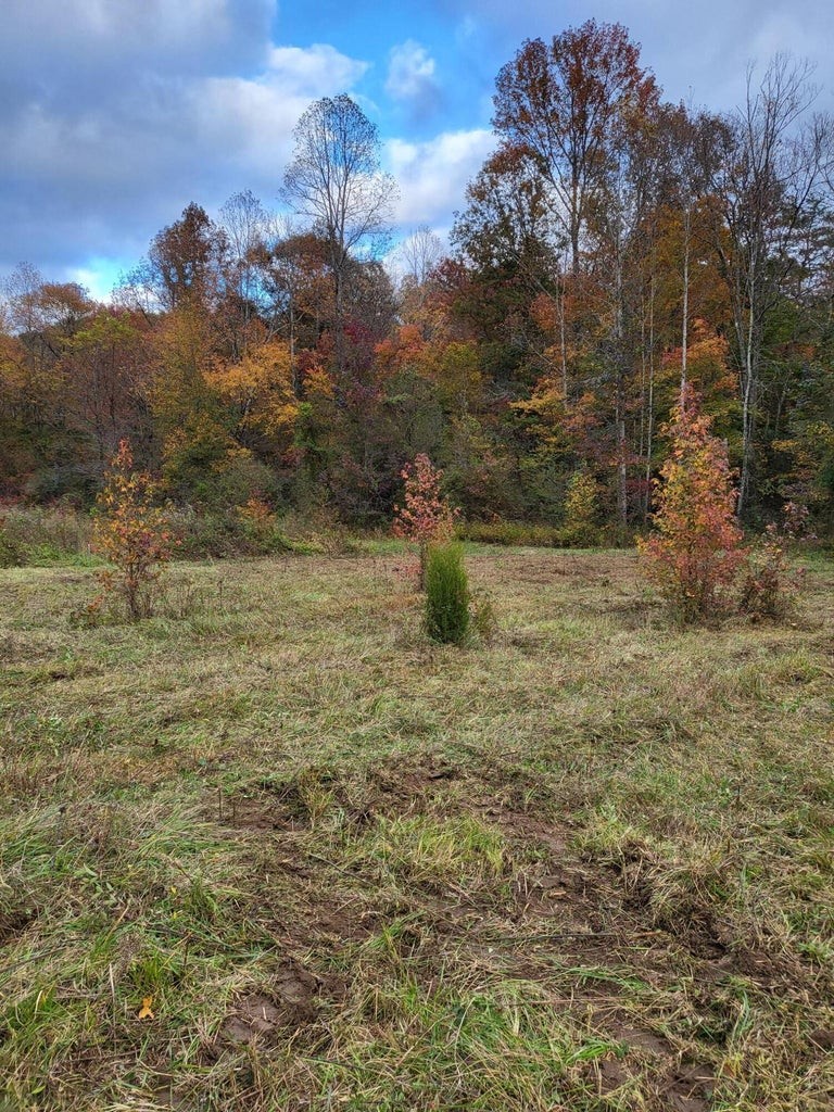 920 Big Neck Road Grandview, TN 37337 - Photo 9 of 11 a view of a dry yard