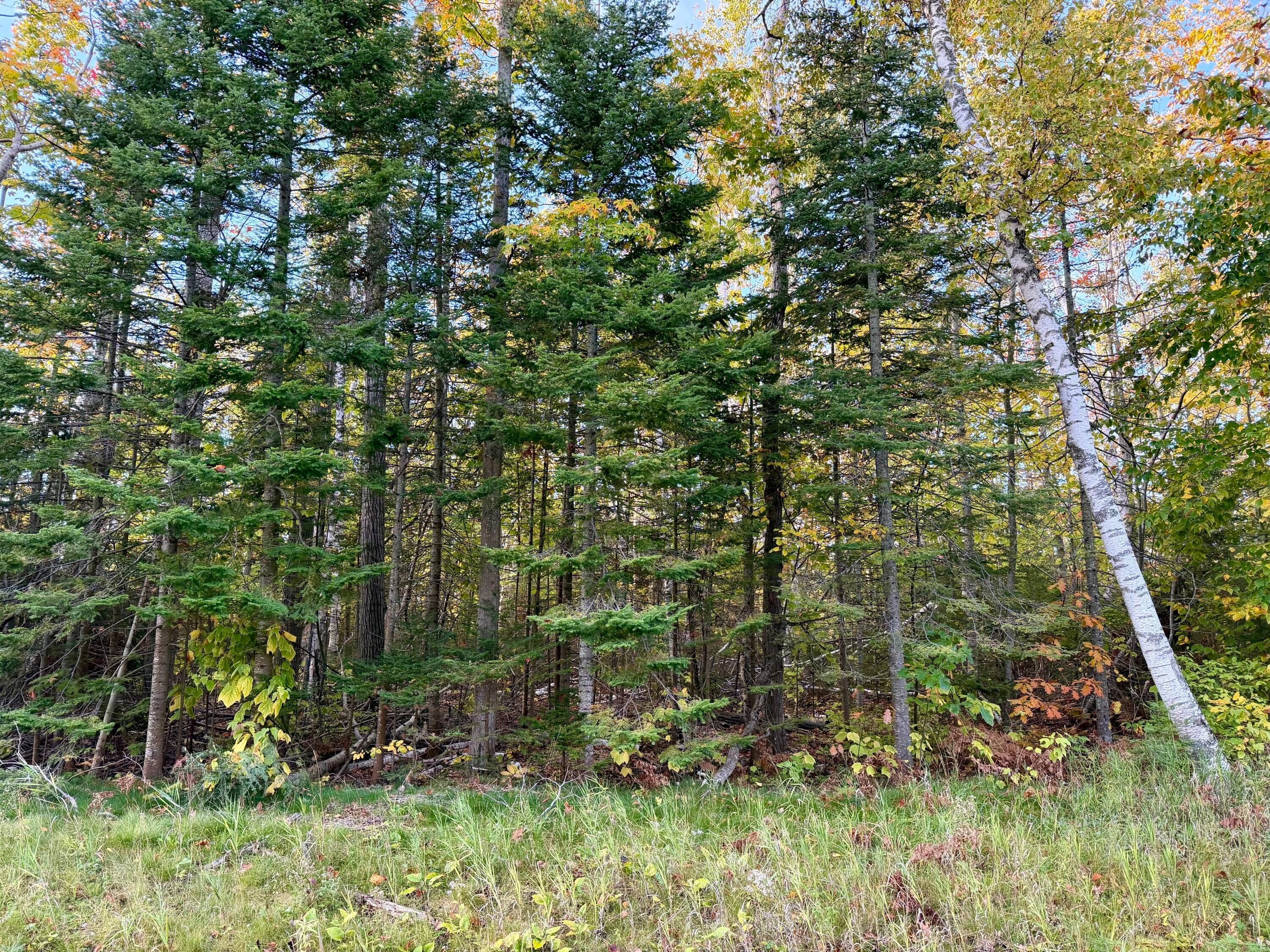 12074 Highway 23 Cheboygan, MI 49721 - Photo 7 of 8 IMG_3069