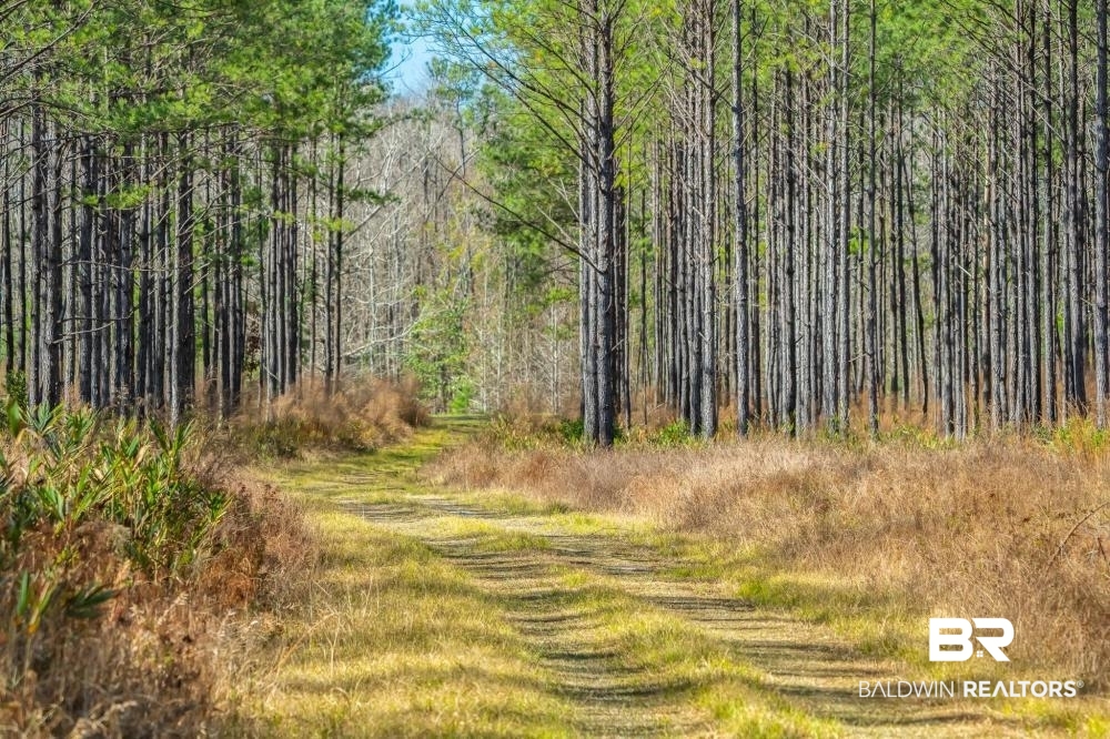 0 Private Road Millry, AL 36558 - Photo 38 of 50
