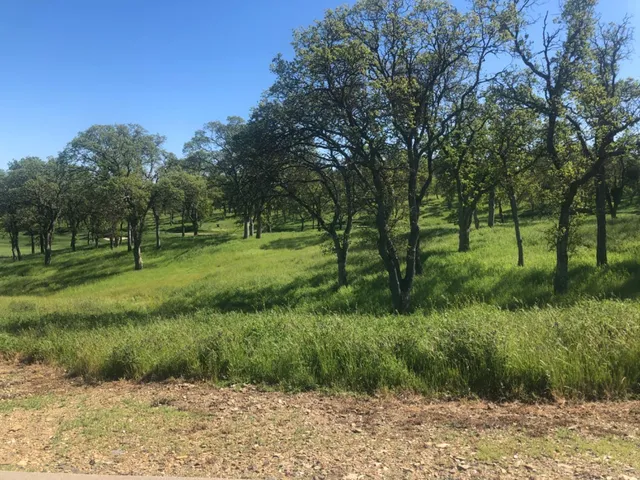 a view of grassy field with trees