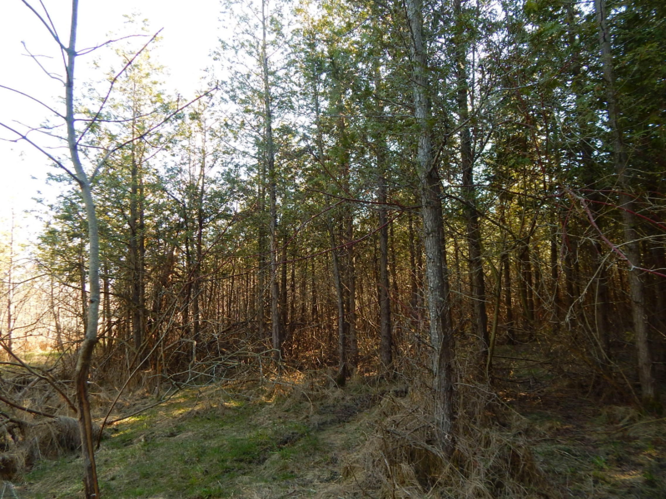 1412 Lakeshore Road Manistee, MI 49660 - Photo 44 of 94 DSCN4482