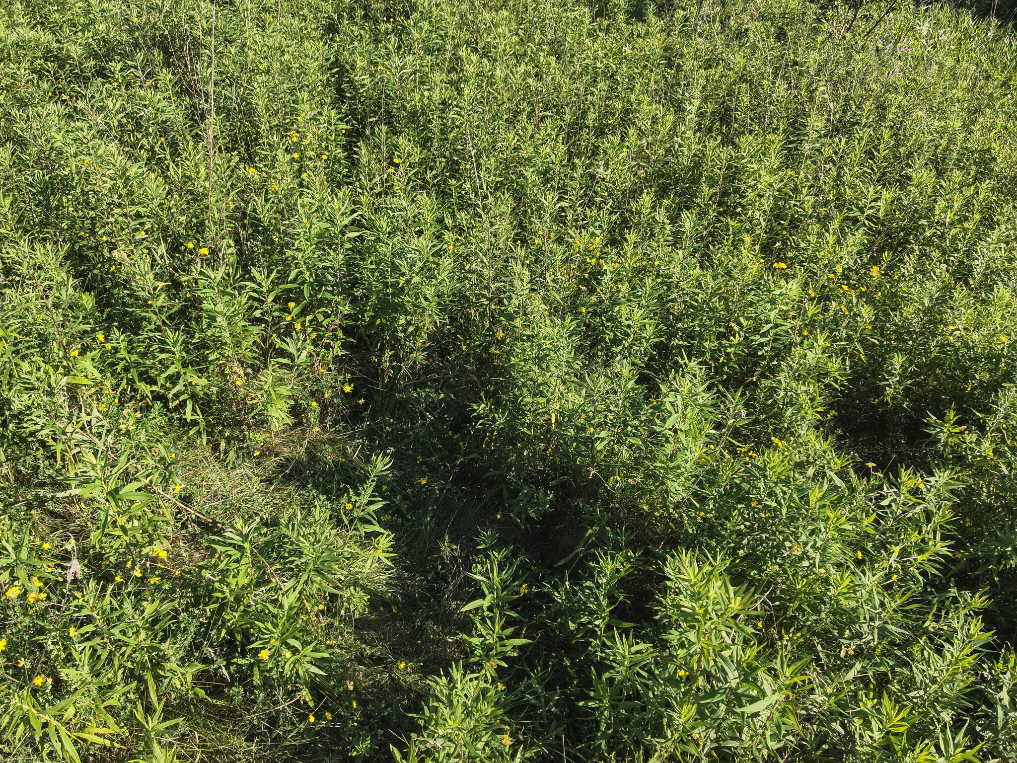 0 South Side Sand Ridge Road Albany, OH 45710 - Photo 35 of 90 37. Deer Bed