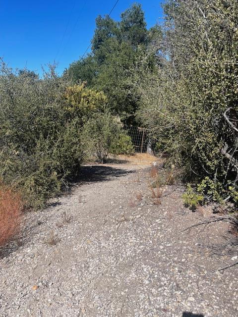 0 Cachagua Road Carmel Valley, CA 93924 - Photo 4 of 6 a view of dirt yard with a large tree