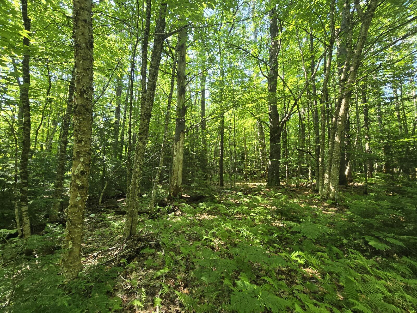 Lot 67 Temple Road Temple, ME 04984 - Photo 20 of 37 20260629_092801