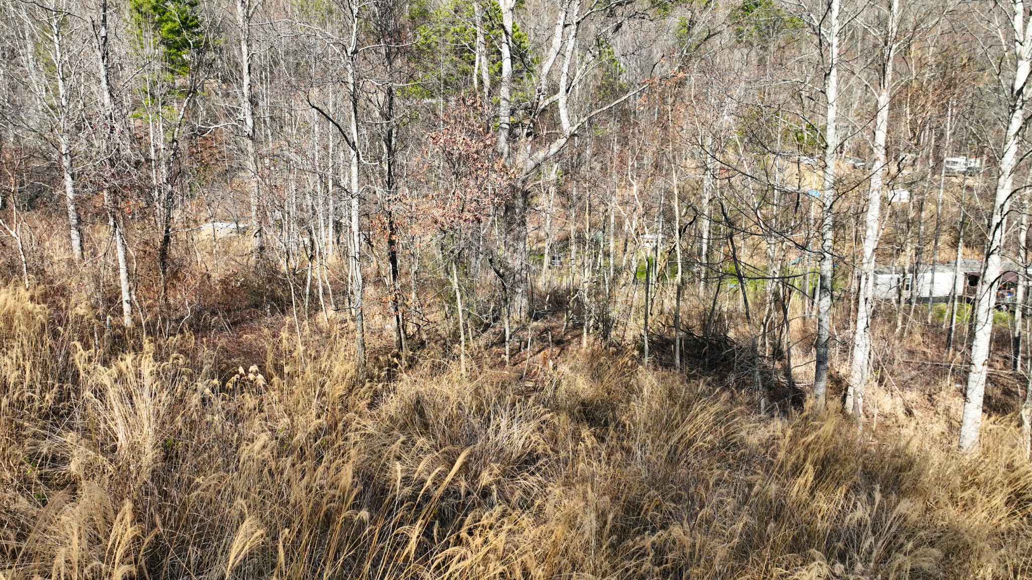 0 South S Highway Cosby, TN 37722 - Photo 11 of 11 a view of forest