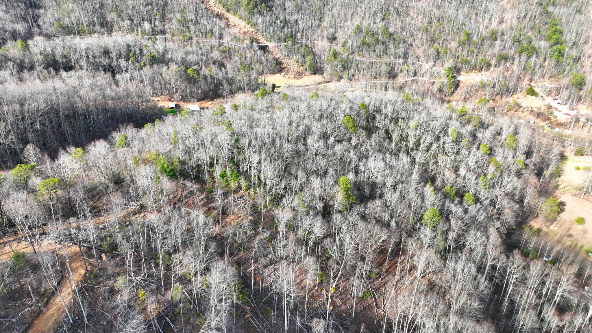 0 South S Highway Cosby, TN 37722 - Photo 4 of 11 a view of a yard with a tree