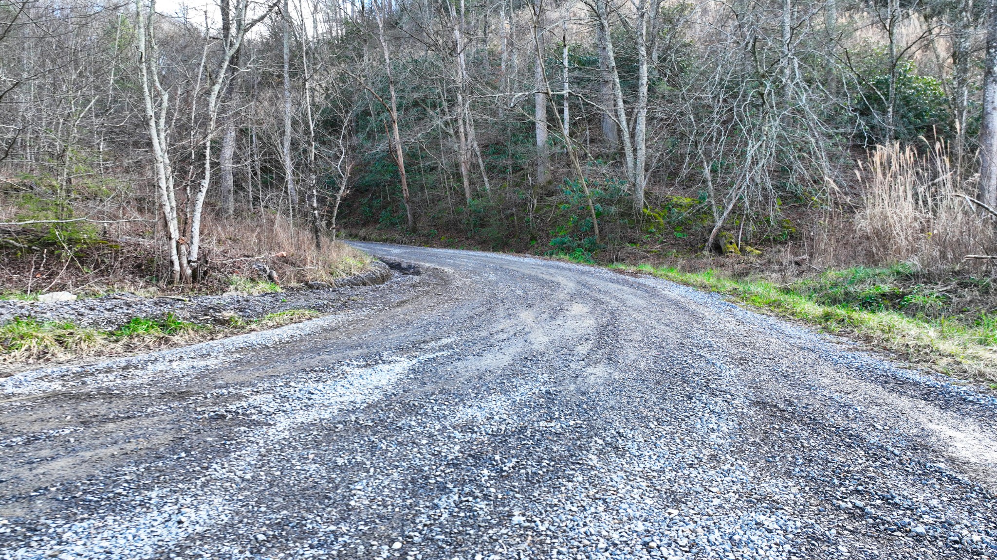 0 South S Highway Cosby, TN 37722 - Photo 8 of 11 a view of a backyard with trees