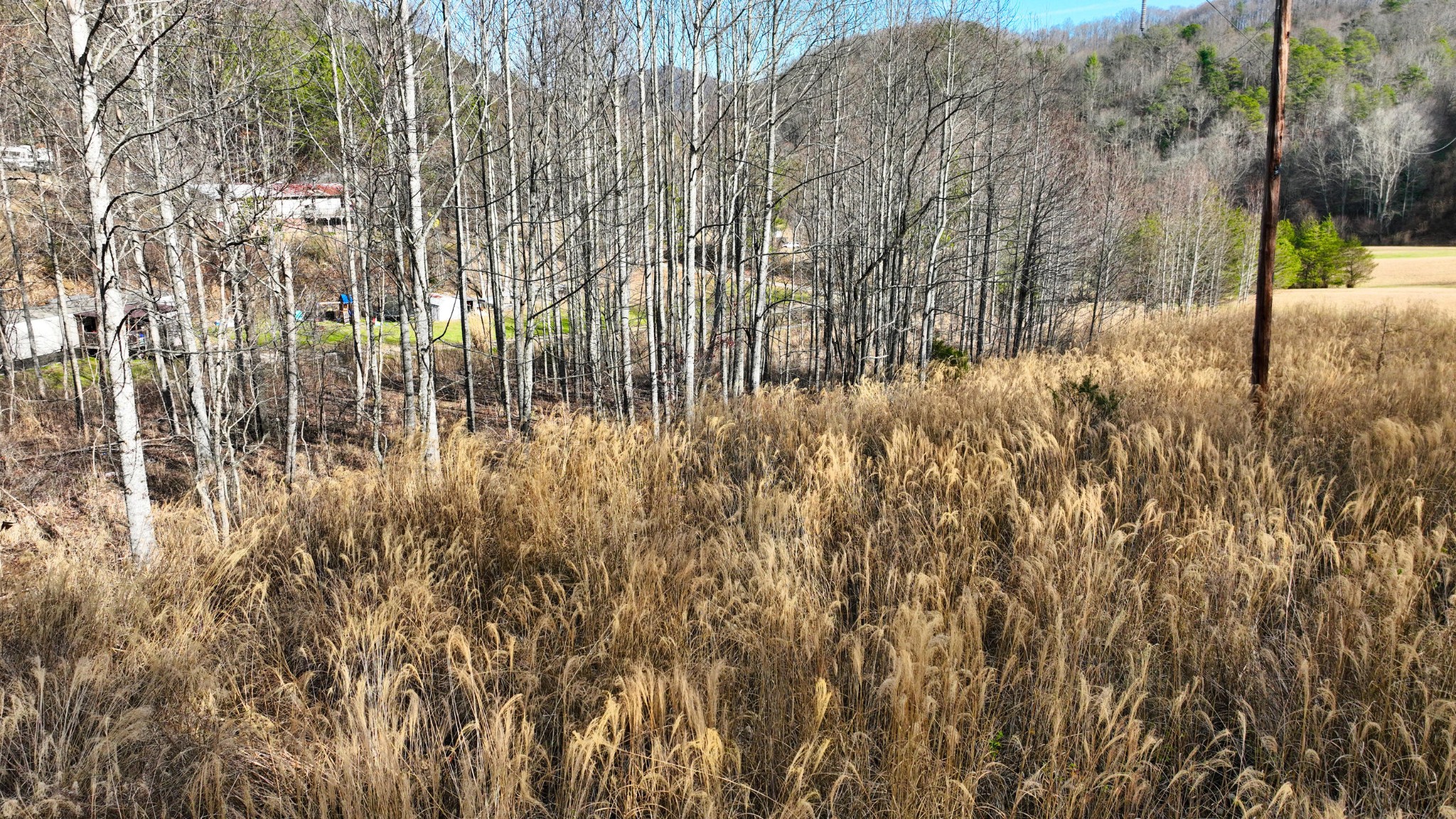 0 South S Highway Cosby, TN 37722 - Photo 9 of 11 a view of a yard with trees