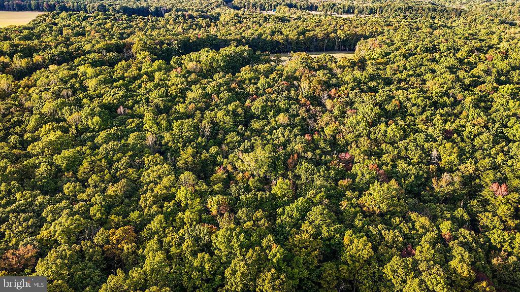 0 Old Plank Road Locust Grove, VA 22508 - Photo 29 of 31 a view of a tree