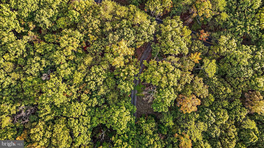 0 Old Plank Road Locust Grove, VA 22508 - Photo 31 of 31 a view of a tree