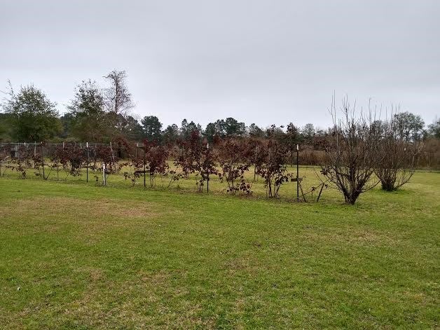 75 Knowles Road Ray City, GA 31645 - Photo 24 of 28 Gallery Image 24