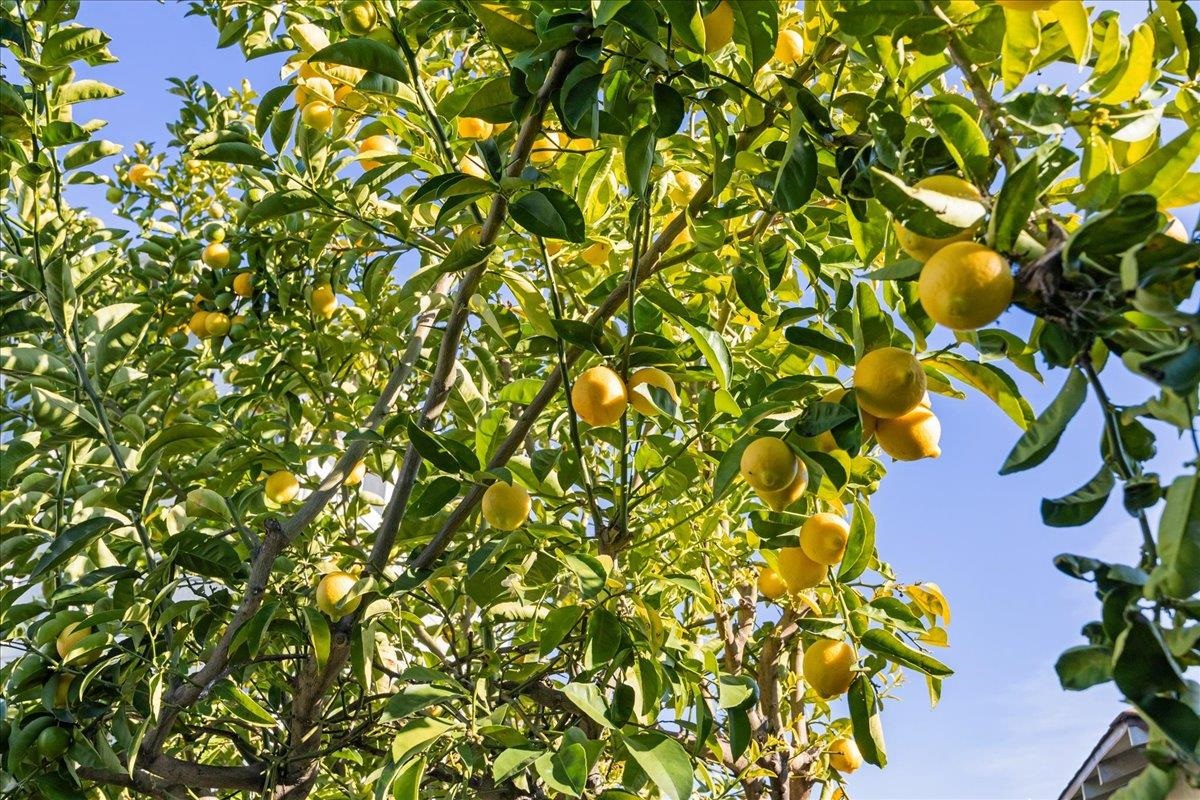 1720 Walnut Street Alameda, CA 94501 - Photo 32 of 47