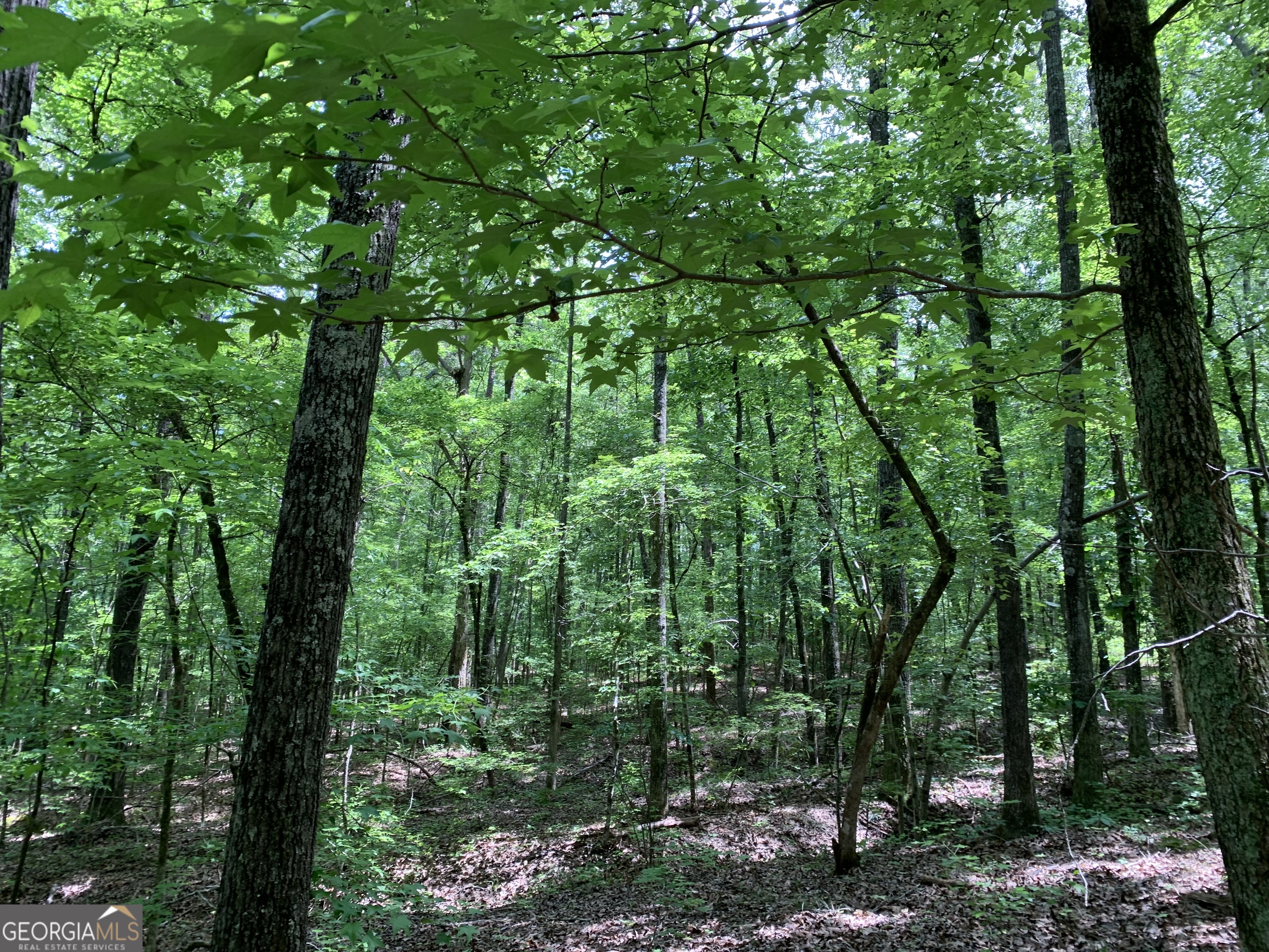 61.990-ac Mike Powers Road Grantville, GA 30220 - Photo 2 of 8 a view of forest