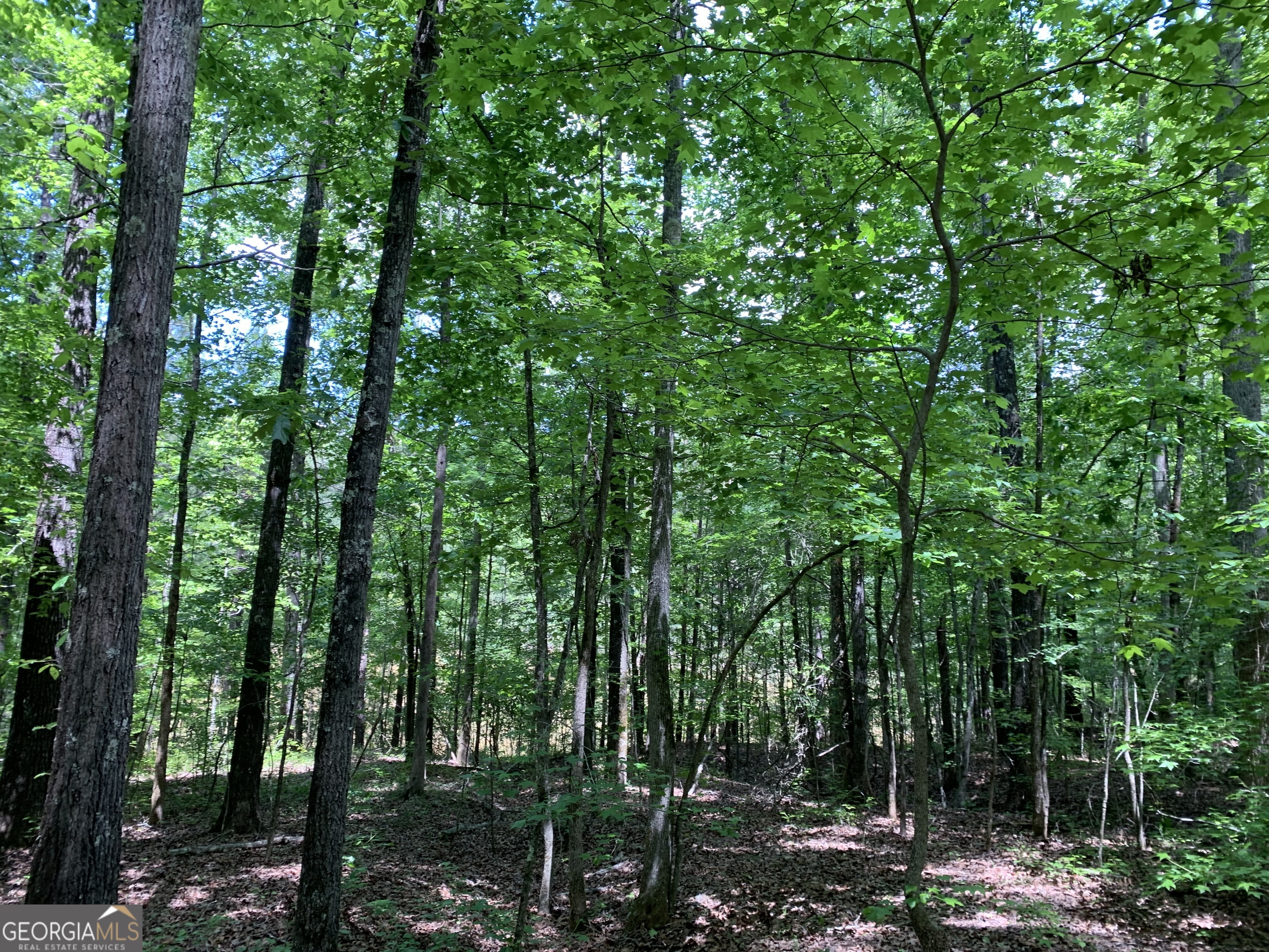 61.990-ac Mike Powers Road Grantville, GA 30220 - Photo 4 of 8 a view of forest