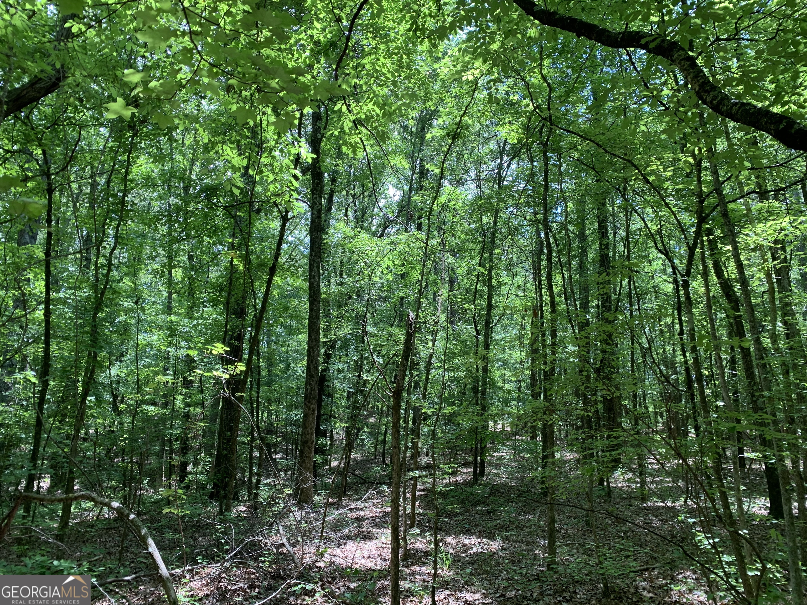 61.990-ac Mike Powers Road Grantville, GA 30220 - Photo 5 of 8 a view of forest