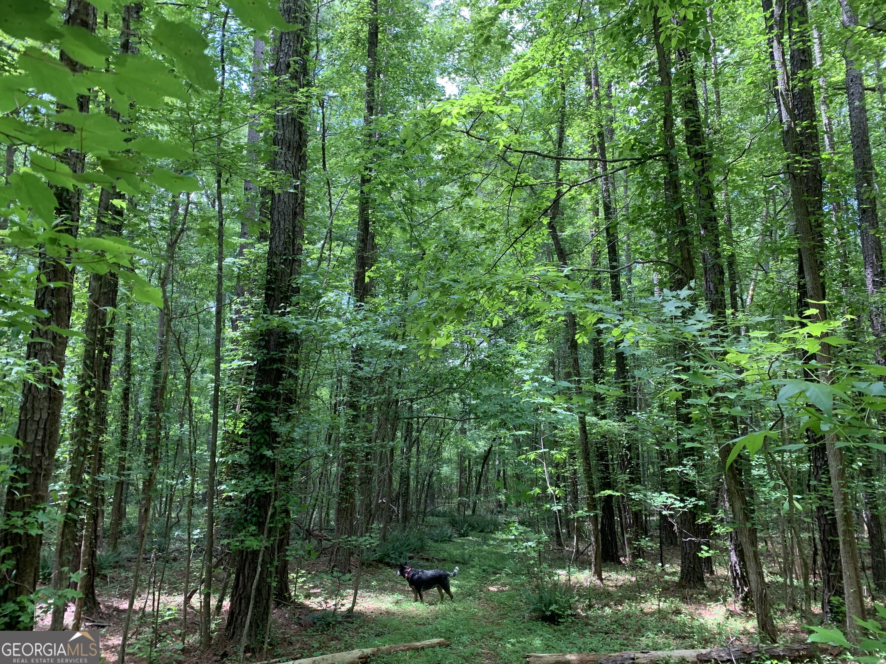 61.990-ac Mike Powers Road Grantville, GA 30220 - Photo 7 of 8 a view of a forest filled with trees