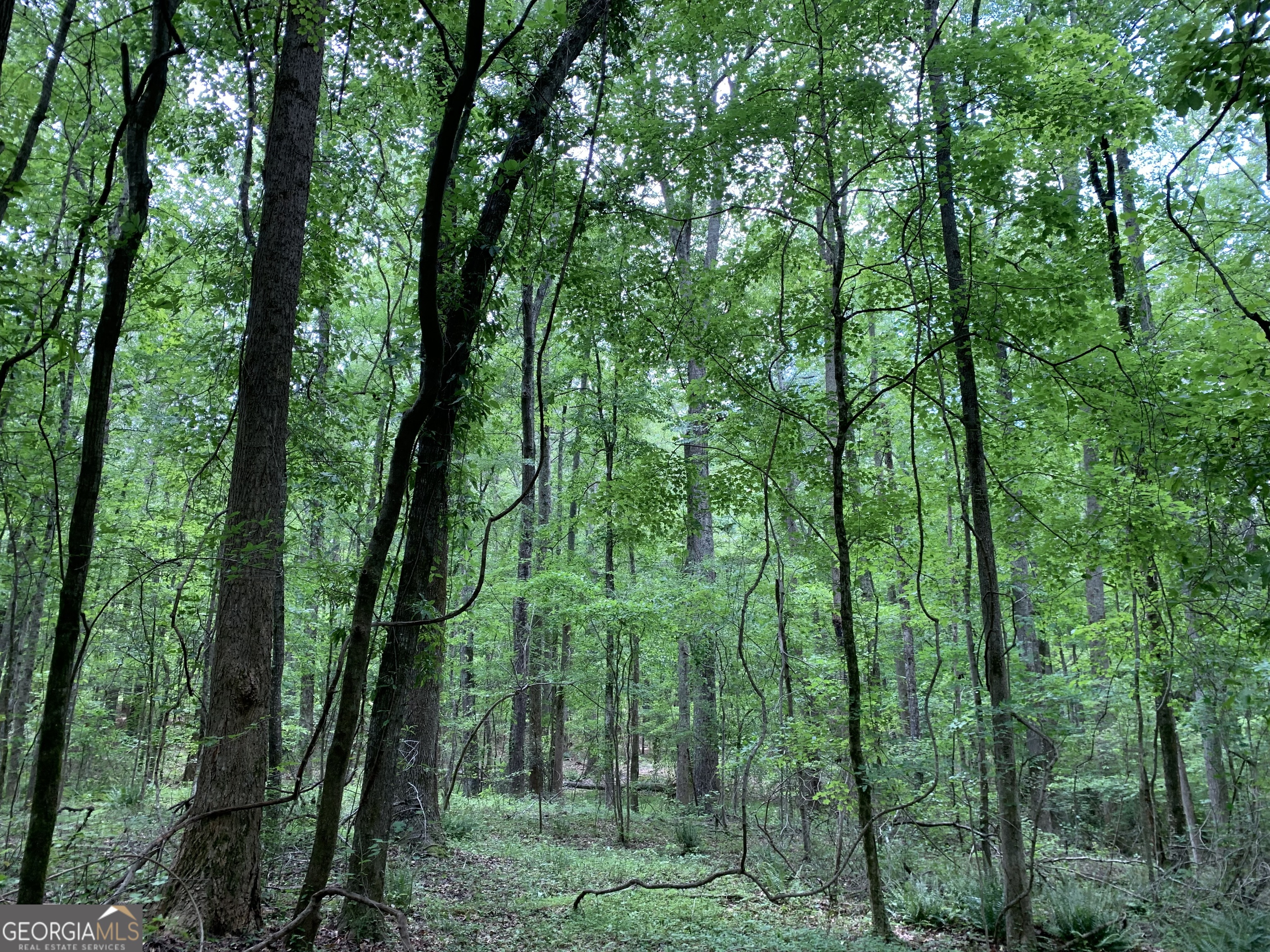 61.990-ac Mike Powers Road Grantville, GA 30220 - Photo 8 of 8 a view of a forest with trees